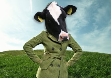 Cow in coat