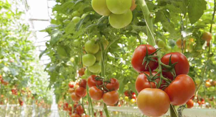 Tomatoes in climate controlled greenhouse