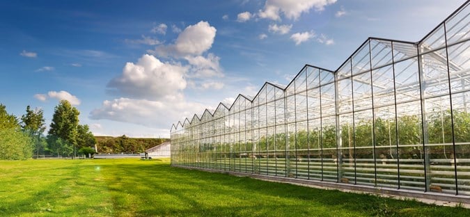 Industrial Greenhouse Cultivation: Ensuring Growth