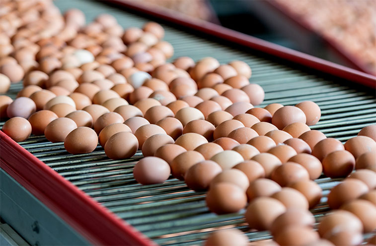 Munters Egg Counter eggs on conveyor belt.jpg