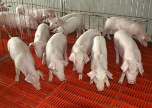 Pigs in a finishing unit