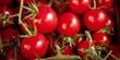 Producción de tomates de gran calidad en Sicilia, Italia