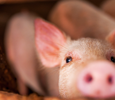 New partnership brings top-tier swine industry services and solutions to Spain and Portugal