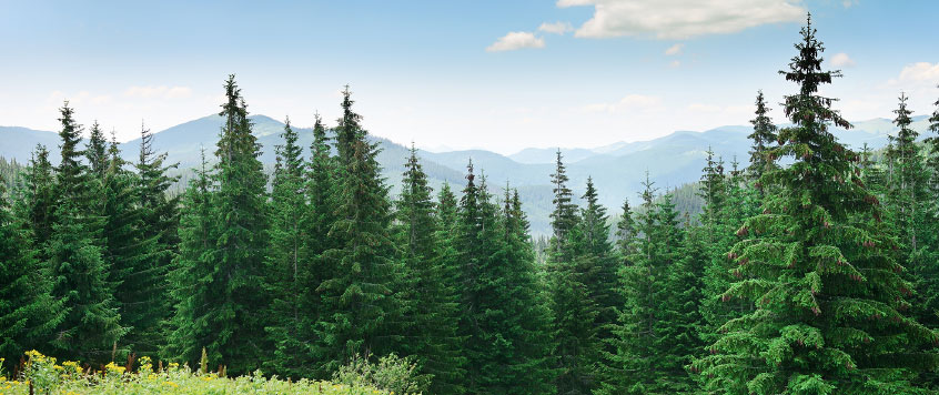 sustainability-fir-trees.jpg