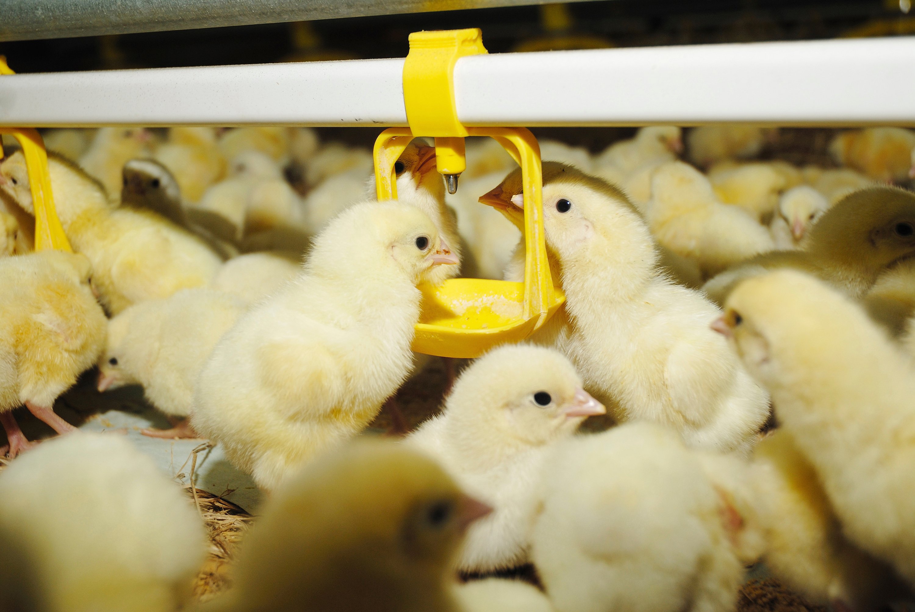 Climate control solutions for broiler