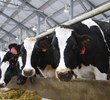 Video: Munters Natural Ventilation Solutions for Dairy