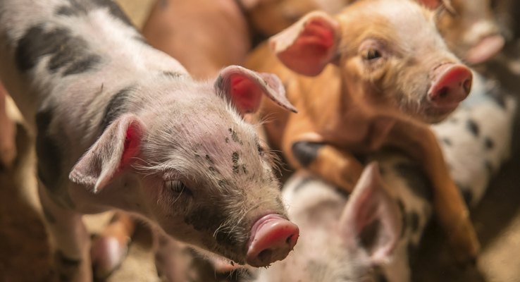 Piglets want good air quality