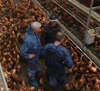 Increase egg production and animal welfare in Layers