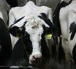 Hard facts about effect of climate control in dairy