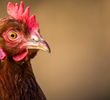 Fighting heat stress in poultry