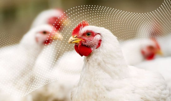 Heating for broiler chickens