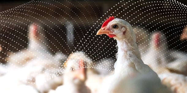 Ventilation solutions for broiler houses
