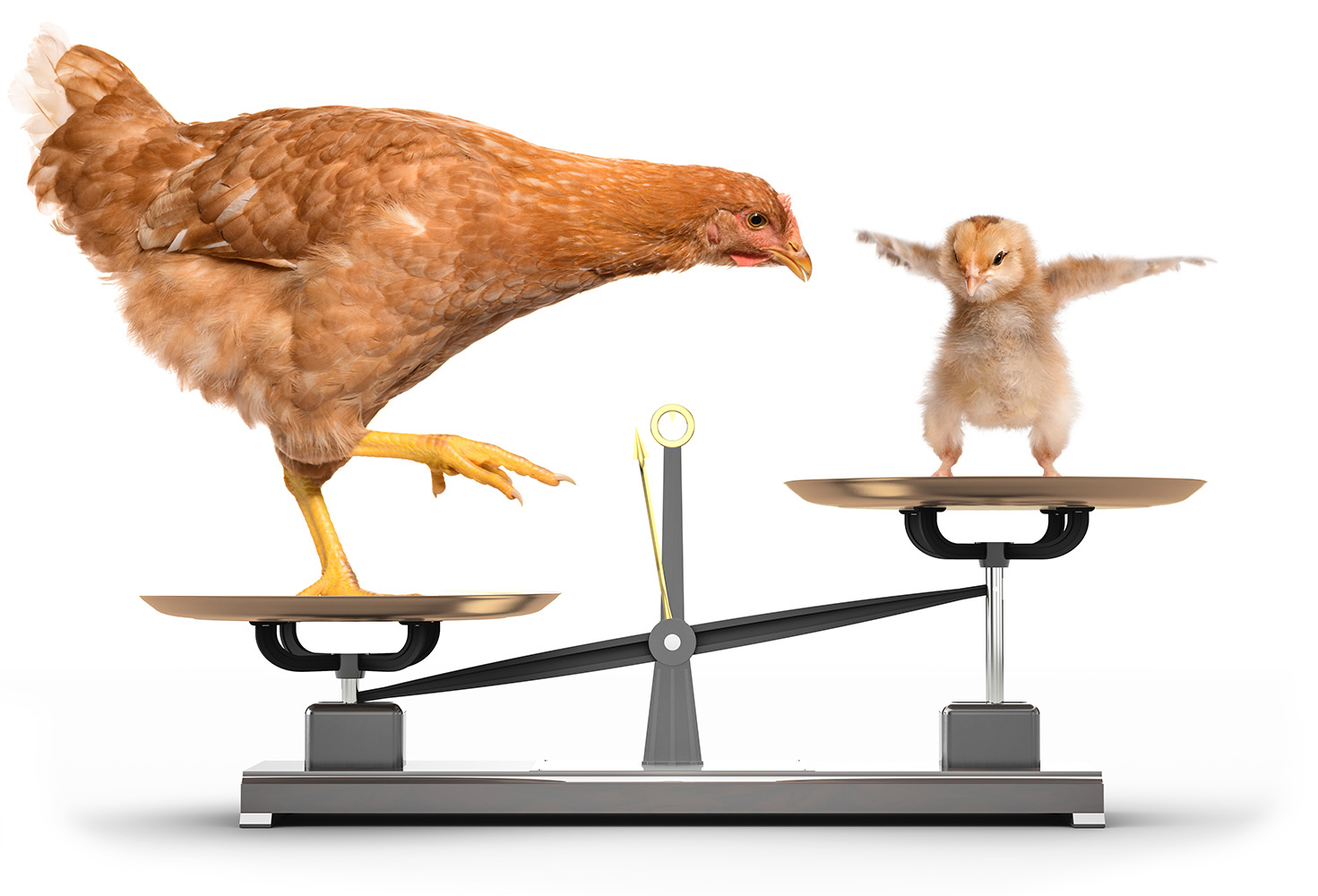 Broiler chickens on scales fully grown bird and chick.jpg