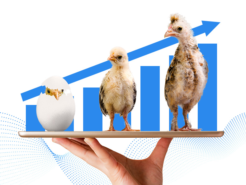 Broiler chickens on Trio tablet with azure growth chart and arrow airflow background.jpg