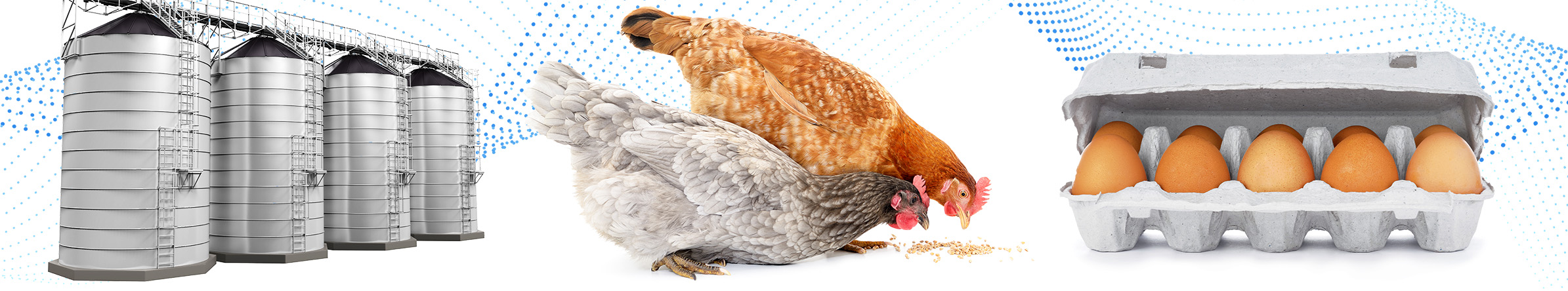 Poultry feed supply chain.jpg
