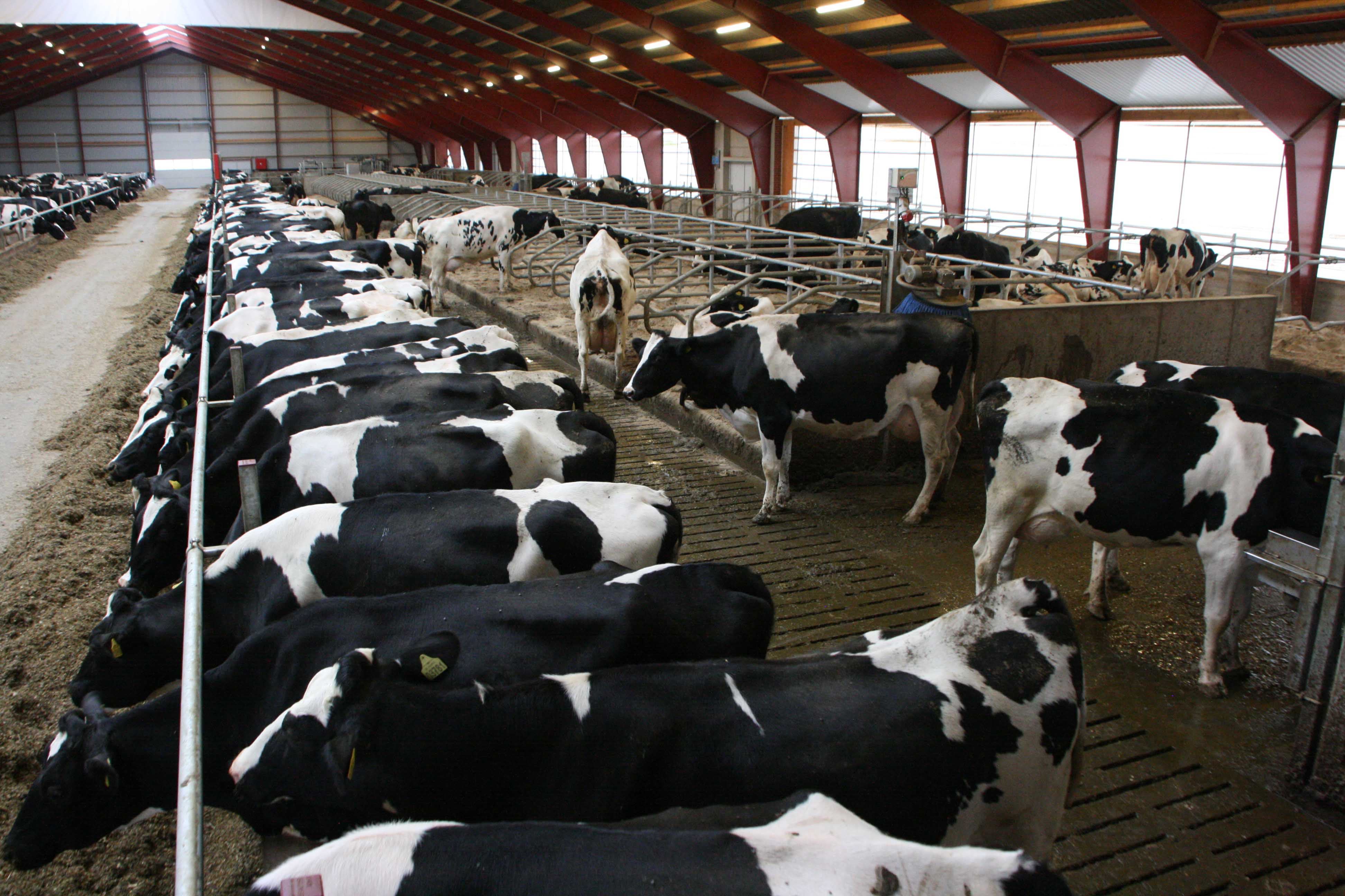 Counter heat stress in dairy cows | Munters