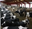 Counter heat stress in dairy cows