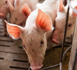 Customizing ventilation systems for pigs and hogs