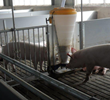 Ventilation for optimized pig and hog production