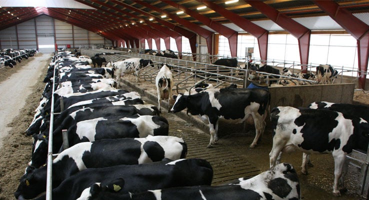 Munters har en solid og omfattende erfaring med at designe og producere klimastyringssystemer til kvægstalde.