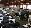 Dairy ventilation solutions for high scale milk production