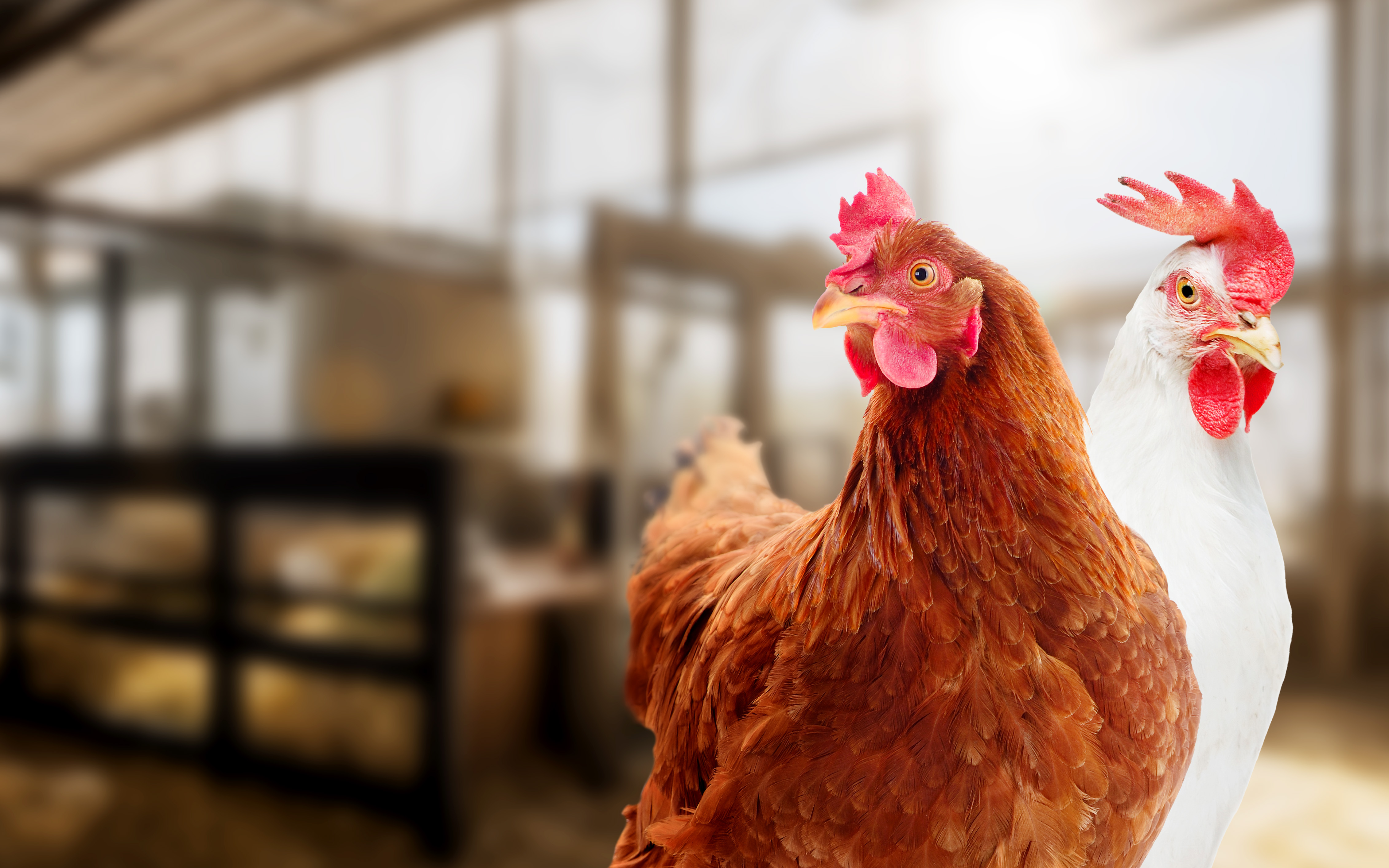 Policosanol (Triacontanol) manufacturer Policosanol (Triacontanol) manufacturer