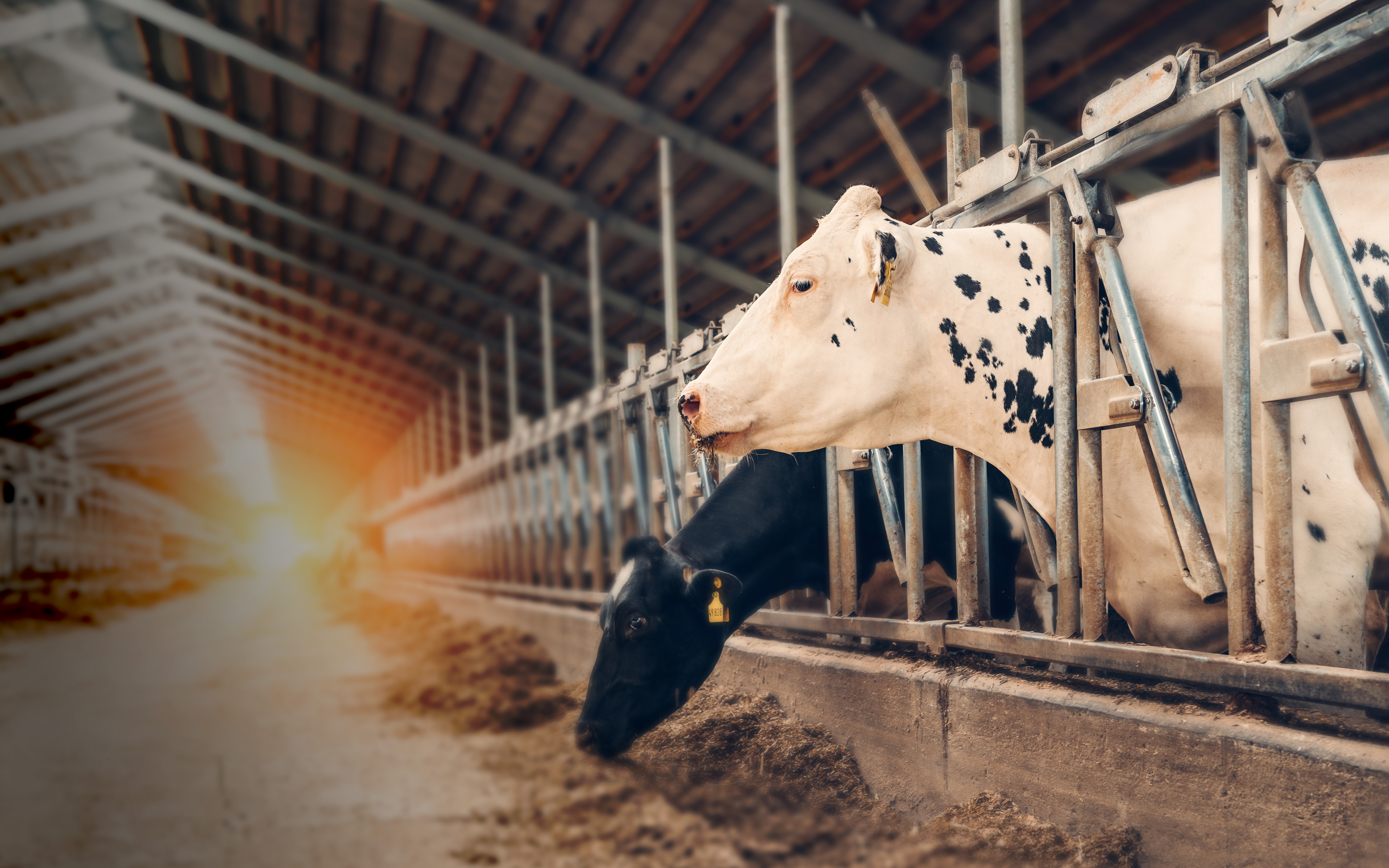 酪農 繁殖の上手い酪農場・下手な酪農場 Daily Japan 酪農雑誌Dairy Japan – 酪農で生きる！ 支える！ 応援情報マガジン