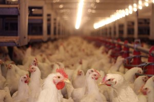 Climate control of broilers