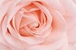 Hortikultur – højkvalitets produktion af roser i drivhuse