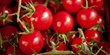 Hortikultur – tomatproduktion i drivhus, Italien	