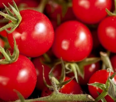 Cherry tomatoes Sicily