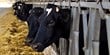 Dairy farm profit increased during summer