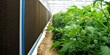 Hortikultur – optimal produktion i drivhus året rundt