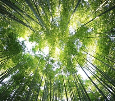 Munters supports world's first bamboo ethanol refinery