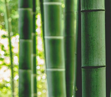 Munters supports world's first bamboo ethanol refinery